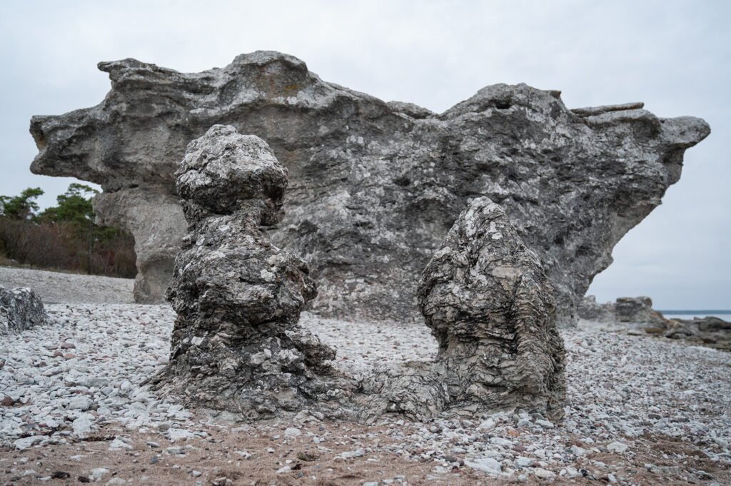 Large stromatoporoid fossils and limestone sea stack at Folhammar on the east coast of Gotland, Sweden