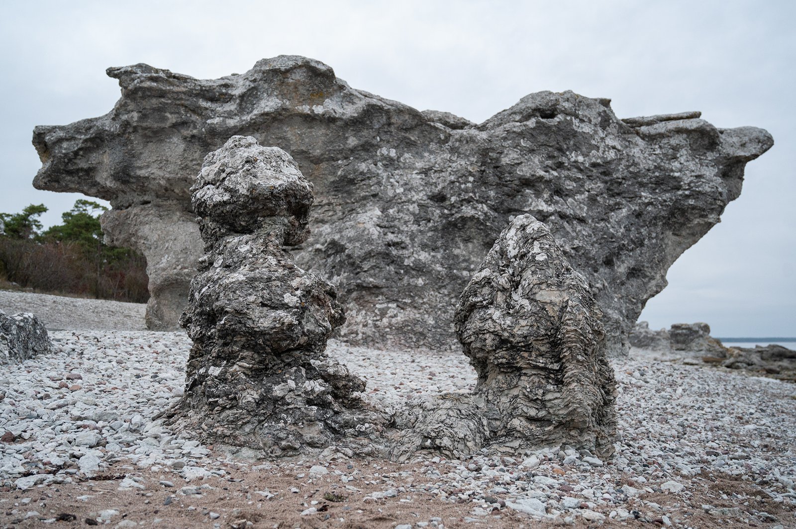 Large stromatoporoid fossils and limestone sea stack at Folhammar on the east coast of Gotland, Sweden