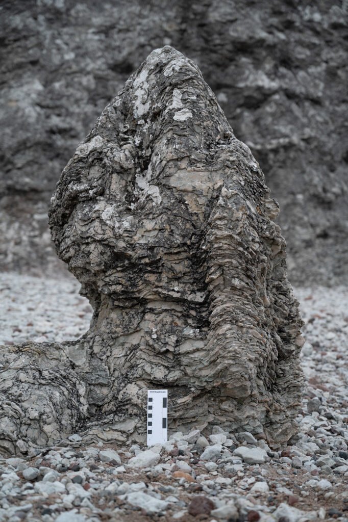Stromatoporoid fossil in limestone at Folhammar on Gotland's east coast.