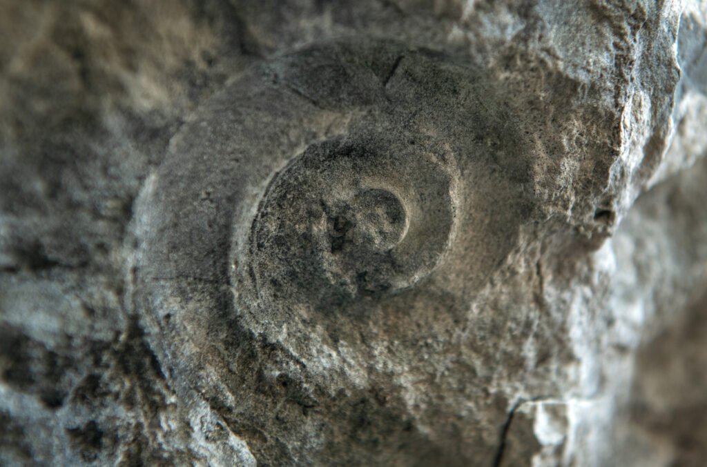 Close-up photograph of a spiral fossil impression preserved in limestone at Folhammar, Gotland